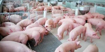 泰国养猪户集体抗议进口美国含瘦肉精猪肉!