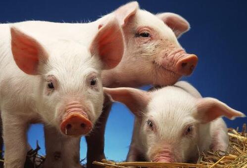 辽宁省、河南省、江苏省等疫区相继解除非洲猪瘟封锁……