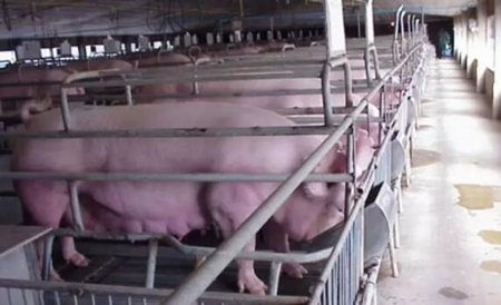 批次生产中如何降低一周内仔猪的死亡，这九个细节需要注意
