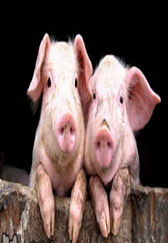 “人造猪肉”要来了，农村养猪大户该何去何从？你会支持吗？