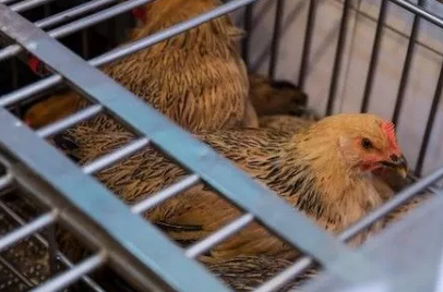 泰国对中国启动“家禽进口禁令”，原因竟是“禽流感”？