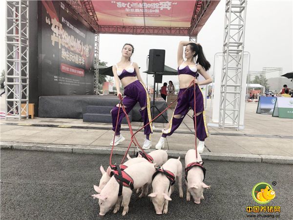 第十六届（2018）中国畜牧业博览会——“奔跑吧！小猪”趣味运动嘉年华活动精彩瞬间！