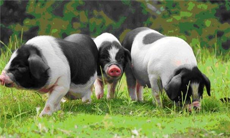 ​浅谈生猪行业的公司+农户商业模式靠谱？