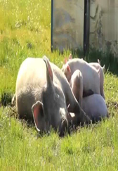 实拍新西兰最新养猪技术,每头猪都要有自己的单间！