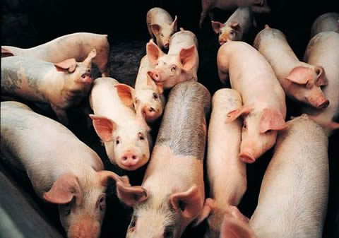 477万！非法养猪污染环境，被判巨额赔偿！