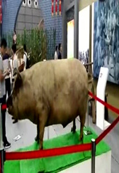 500斤巨型猪死而不僵。