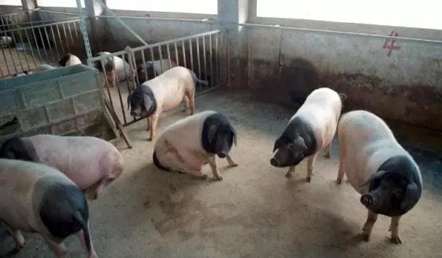 猪肉有被上涨的苗头，但是存栏猪依旧不少？