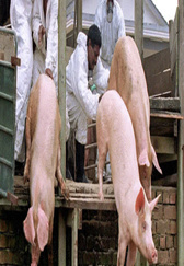 印度想把猪耳朵卖到中国，这样养出来的猪，你敢吃吗？
