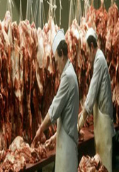 印度想把猪耳朵卖给中国，这种条件养的猪，有人敢吃吗？