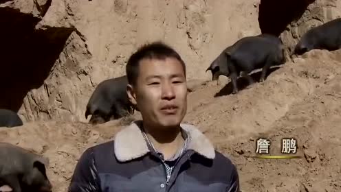 养殖农户詹鹏：养猪白手起家到年销700万的致富经！