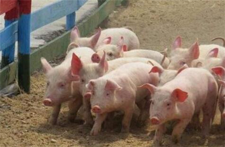 我与养猪结缘的故事，养猪人看养猪