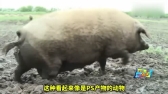 世界上最怪异的猪，猪和羊的结合体，网友赐名“草泥猪”！