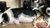 哈士奇打扰一头猪睡午觉，猪醒过来时，用屁把狗狗吓跑！