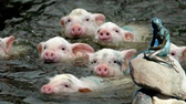 全球最幸福的国家，人均收入31万，被誉为“养猪强国”！