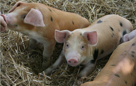 近日，对于广大养殖户来说，是个好事，全线飘红的猪价，已经让很多人频临破产的养殖户看到了一点点希望，专家预料的一样，猪价的触底反弹，