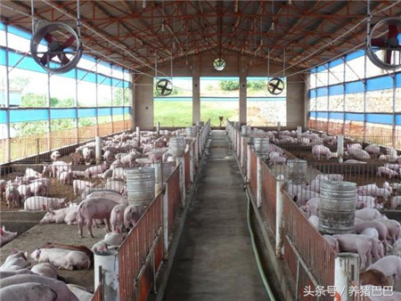 养猪人请注意，你的养殖成本将上涨，只因这两个原因！