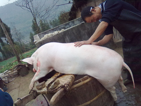 养猪富民不富县，对工业污染政府会想办法去治理，因为那里面包含着财政收入，包含着GDP，而对养猪业就舍不得本钱了。