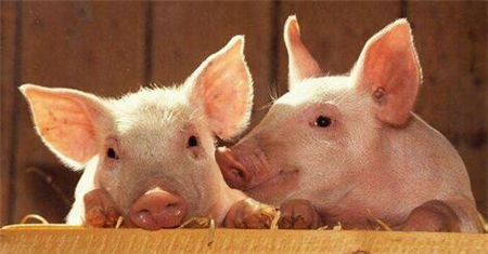进口美国猪肉大幅回落！ 国内养殖户集体受益！