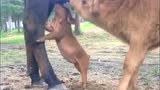 两只小猪趁小牛不在，跑过来偷喝母牛的奶，太馋！