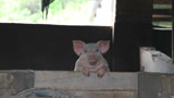 农村猪场是这样养猪的，原来猪的世界这么欢乐！