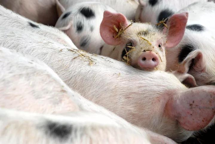 猪到底多了还是少了？上半年全国生猪存栏40904万头，同比下降1.8%；出栏33422万头，增长1.2%