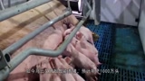 马云智能养猪场，年产1000万头，这是怎样做到的？