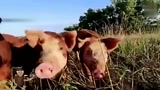 美国的散养猪场，没黑科技胜在喂养全绿色生态！