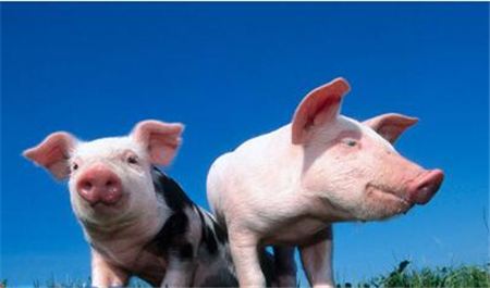 夏季天气多变，温度忽升忽降的情况增多，不利于生猪饲养。建议养猪人分批次适重出栏，减少养殖风险，保留更多养殖利润。