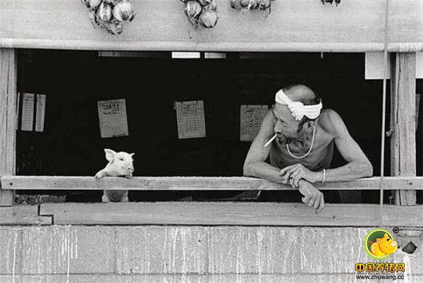 以及这位日本摄影师蹲守养猪场十年，记录农夫Otchan和猪的亲密关系，并最终集结成《Pigs and Papa》一书。