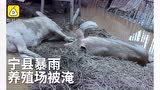 洪水深夜袭击养猪场，50只猪仔溺亡！