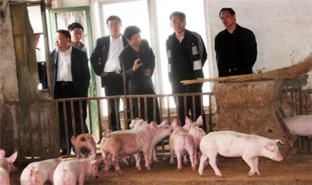 养猪人注意！2019年中央财政重点补助这5个养殖项目！