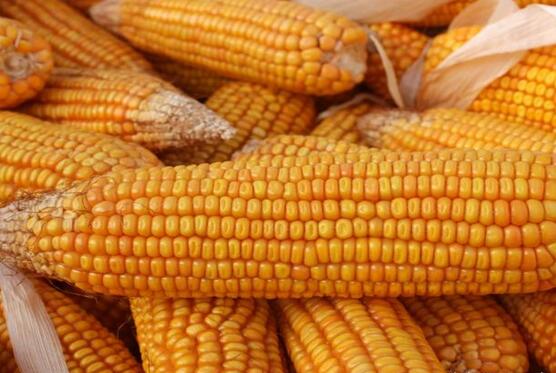 本轮玉米现货价格能否冲破1900元“限制”？