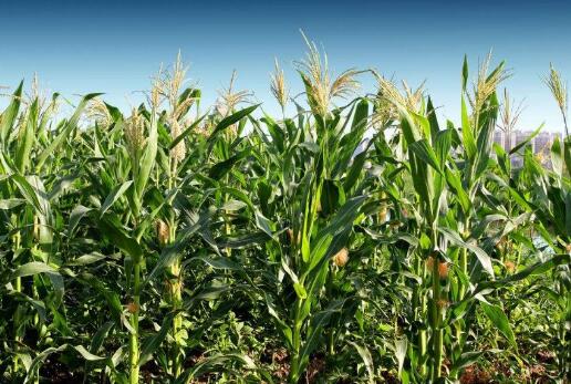 玉米拍卖继续高密度推进，下半年行情还能乐观吗？