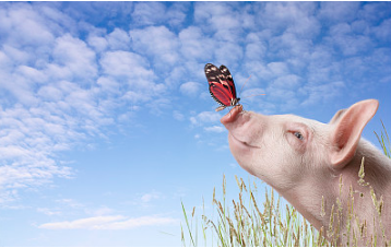 今日全国生猪（包含外三元、内三元和土杂猪）均价至12.44元/公斤，较上周五上涨0.2元/公斤，涨幅1.6%。外三元最高价格至14.2元/公斤，土杂猪最低价格为10.2元/公斤。