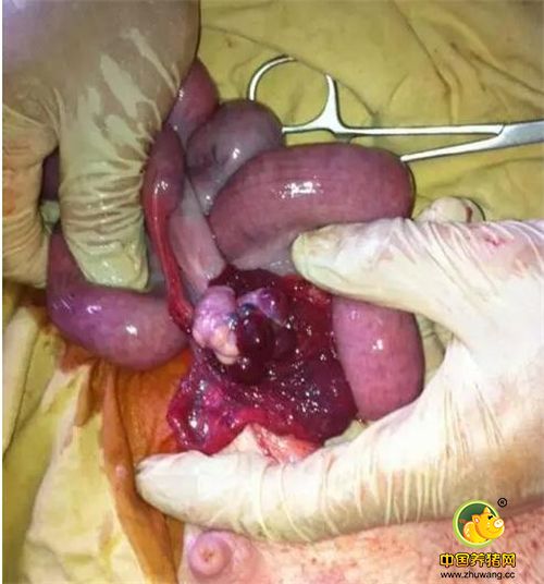 图为打开的腹腔，可以清晰的看到子宫（手把握的地方） 卵巢上面的卵泡刚刚排完不久，颜色还是很红的，这是做移植的最佳时期，有利于胚胎的着床，图中白色的小嘎达为 ‘白体’ 它会逐渐的变为黄体，众所周知能够维持怀孕，它“黄体”功不可没！