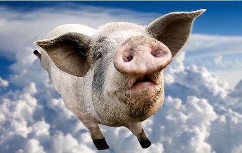 夏日来临！热应激对猪氨基酸消化率的影响？