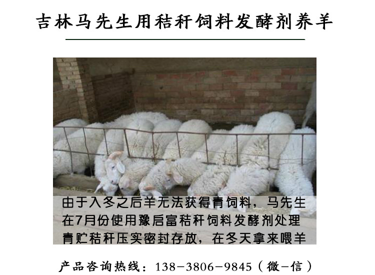 秸秆饲料发酵剂养羊案例
