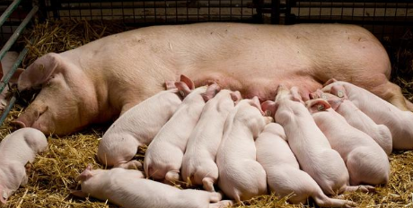 　　生猪行业转型背景下，猪场如何在6元行情中保证盈利？中国养猪网认为增加PSY，降低母猪生产成本，从自身提高生产效率是切实可行的措施！