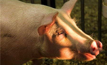 农业农村部日前公布了2018年十项重大引领性农业技术，其中与猪业直接相关的为“异位发酵床处理猪场粪污技术”。 　　