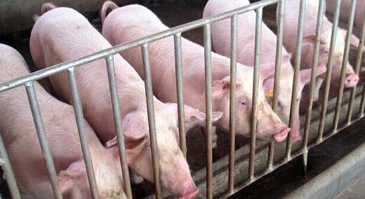据监测猪价全面走红！全国大部分屠宰企业结算价呈现上涨态势，大部分涨幅达0.2元/公斤！据悉，近日不少规模养猪企业的大部分猪场上调生猪出栏价，猪价有望迎来新一轮的上涨。
