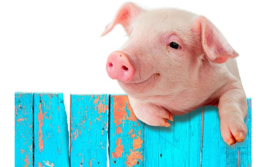 丹麦养猪系统化、人性化体现在哪里？