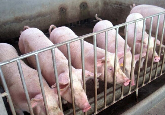 母猪批次化生产管理技术可实现严格的配种/分娩/断奶批次+全进全出+洗/消/干/空，具有提升疾病防控能力、胎次控制、提高PSY、提高人工效率以及提高养殖效益等优势。规模猪场在开展批次化生产时，需要注意维持高繁殖性能母猪群这个关键问题。 　　
