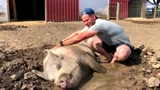 老外养了头猪当宠物, 每天都要帮猪做按摩, 这头猪真幸福！