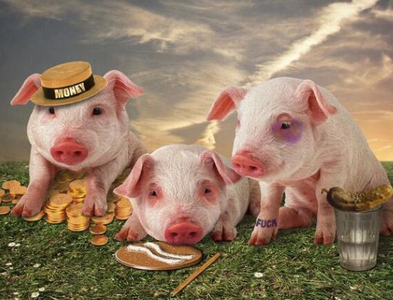 面对阴晴不定的猪价，养猪人如何做好风险控制？