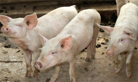 盘点分析21世纪以来中国猪业的五次变革！