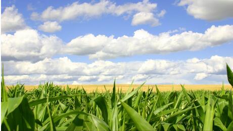 近期东北地区暴雨 玉米大豆产量或将遭受影响