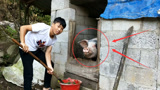 农村16岁小伙，自己在家里养猪，从来不喂饲料!