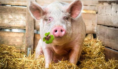 7月国内猪价整体呈现“涨-跌-涨-跌”态势，整体波动幅度较上月增大。本月外三元生猪均价为12.38元/公斤，环比涨幅8.9%，同比下跌10.5%。