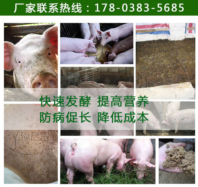 发酵鹌鹑粪喂猪案例