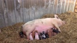 国外一只母猪生产十五只小猪仔，怎么做到的？